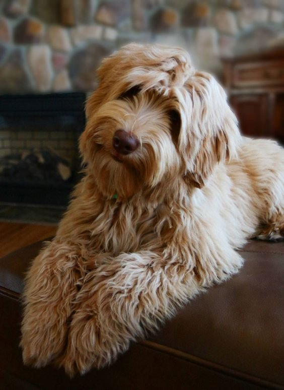 smiling Labradoodle lying on the floor