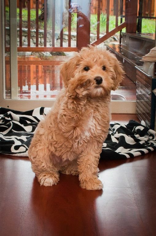 Labradoodle with gold fur sitting on the floor while raising its paw