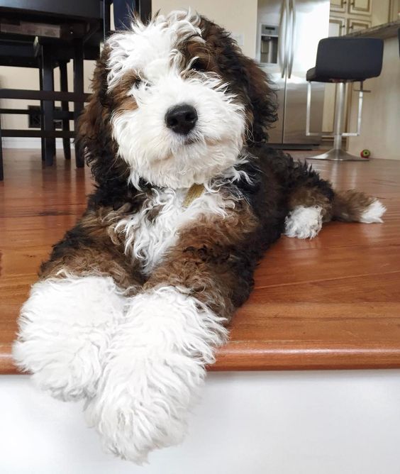 Labradoodle with brown and white fur color lying on the floor