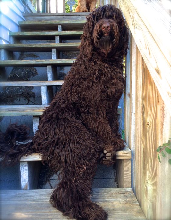 chocolate brown Labradoodle sitting on the stairs