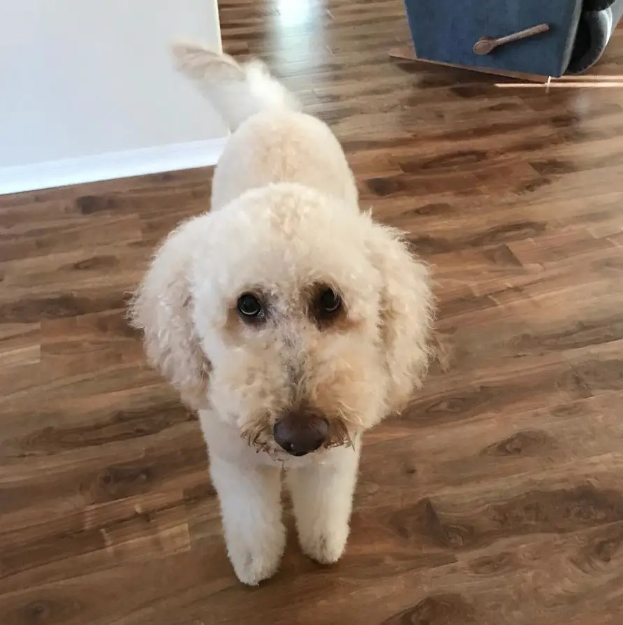 white Labradoodle with its begging face