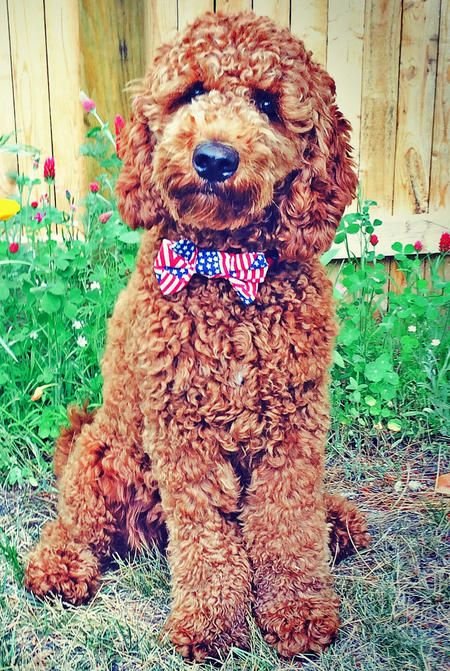 Labradoodle with red curly fur sitting in the garden