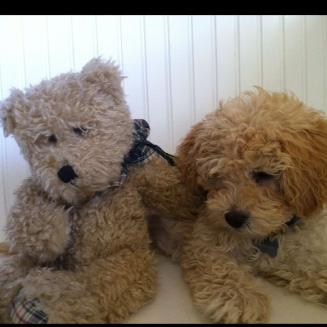 gold Labradoodle lying on the bed with its teddy bear stuffed toy