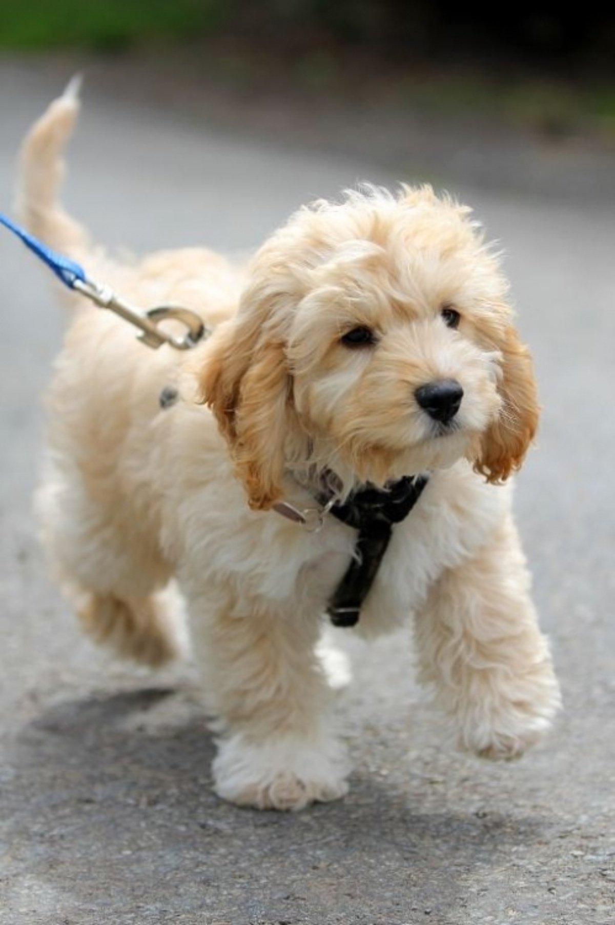 gold colored Labradoodle puppy taking a walk outdoors