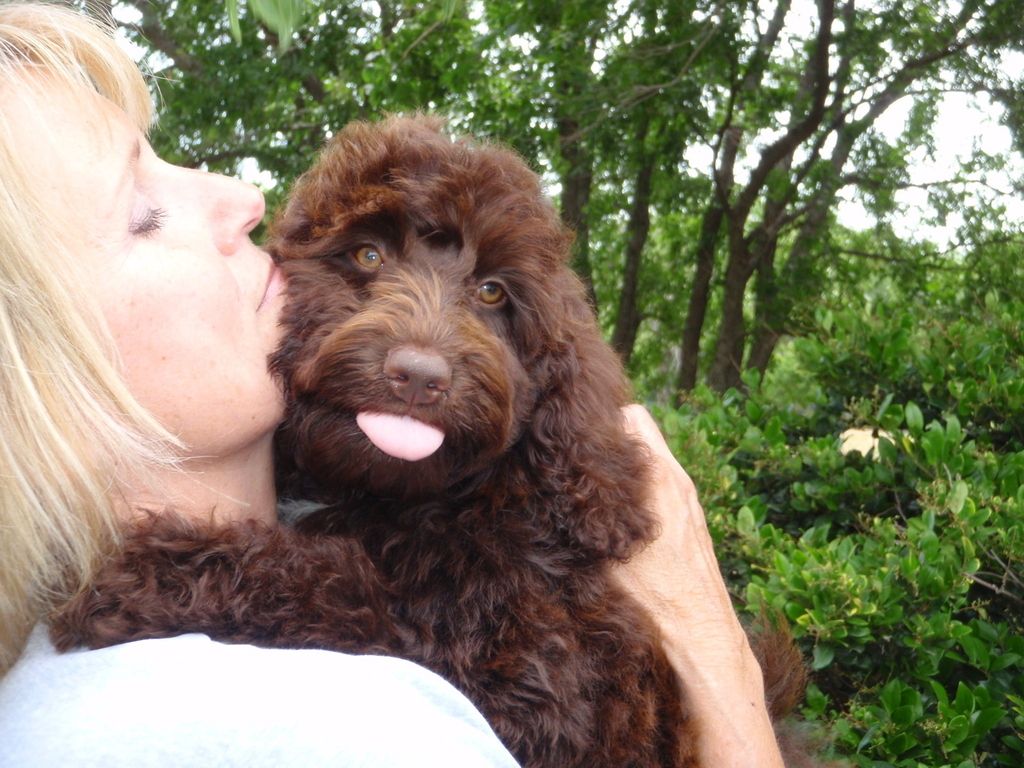 girl hugging a chocolate brown Labradoodle puppy