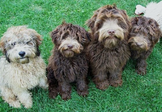 four Labradoodle puppies sitting on the green grass