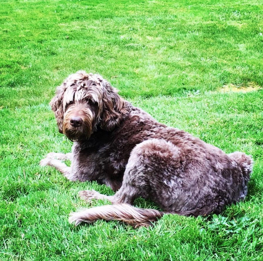 brindle colored Labradoodle lying on the green grass