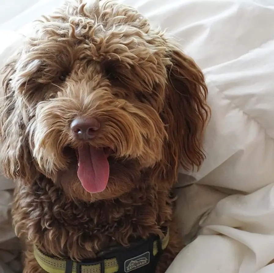 Labradoodle with red fur color on the bed sticking its tongue out