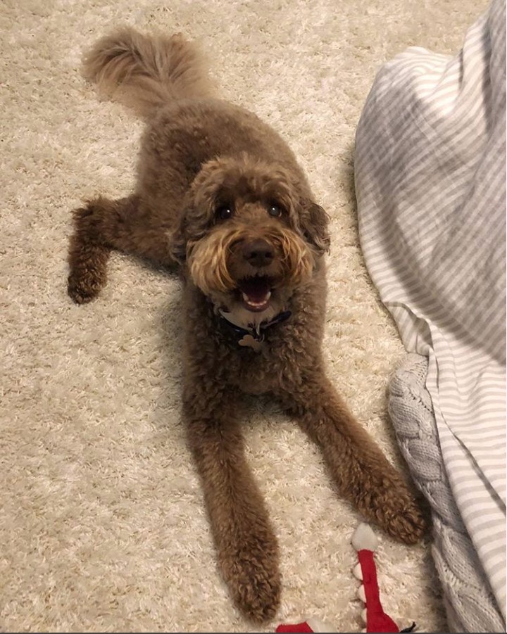 Brindle colored Labradoodle smiling while lying on the floor