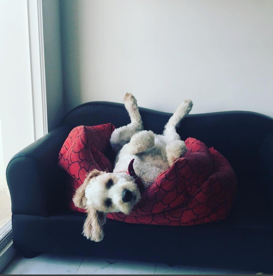 white and gold colored Labradoodle lying on tis back in the couch