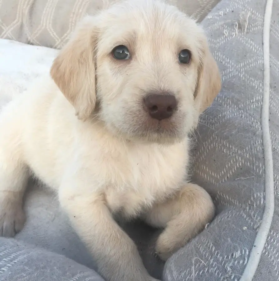white and gold Labradoodle puppy on the couch