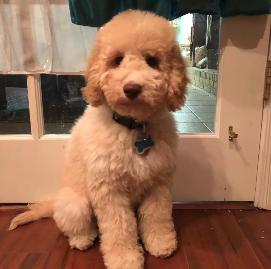 Labradoodle puppy with white and gold curly fur sitting on the floor