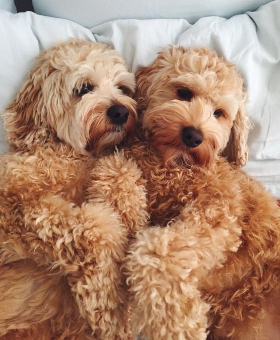gold colored two Labradoodle puppies lying on the bed