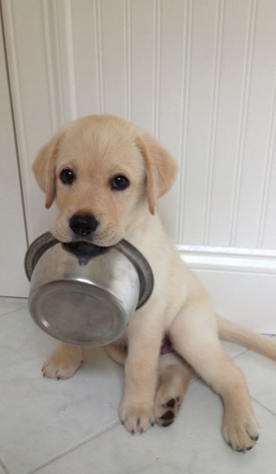 A Labrador puppy sitting on the floor with a stainless bowl in its mouth