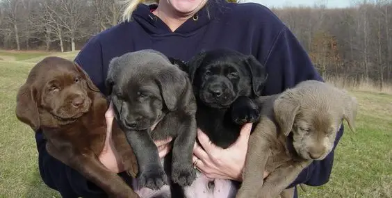 girl carrying four Labrador puppies