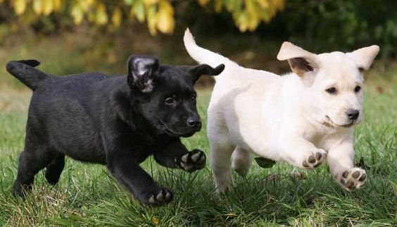 A black and white Labrador puppies running in the yard