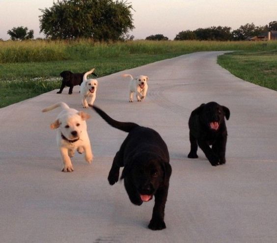 six Labrador puppies running on the road