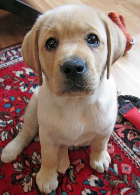 Labrador puppy sitting on the carpet