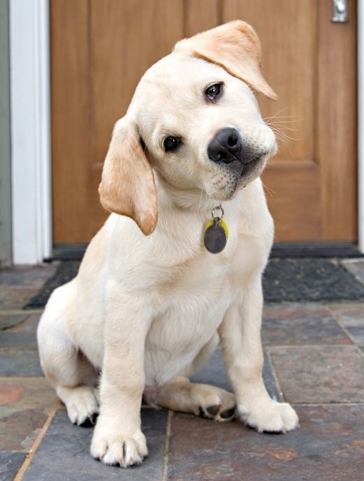 Labrador puppy sitting on the floor while tilting its head