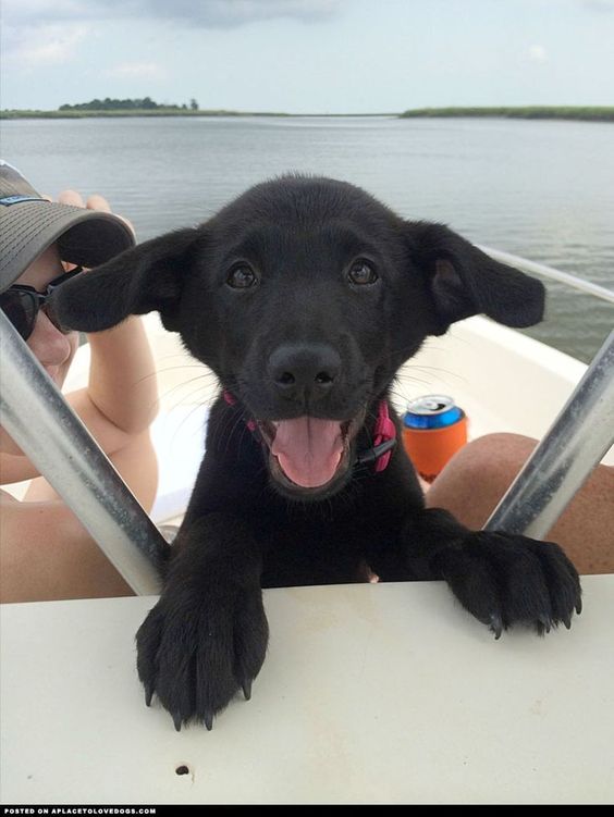 A Labrador Retriever puppy sitting with the woman in the boat