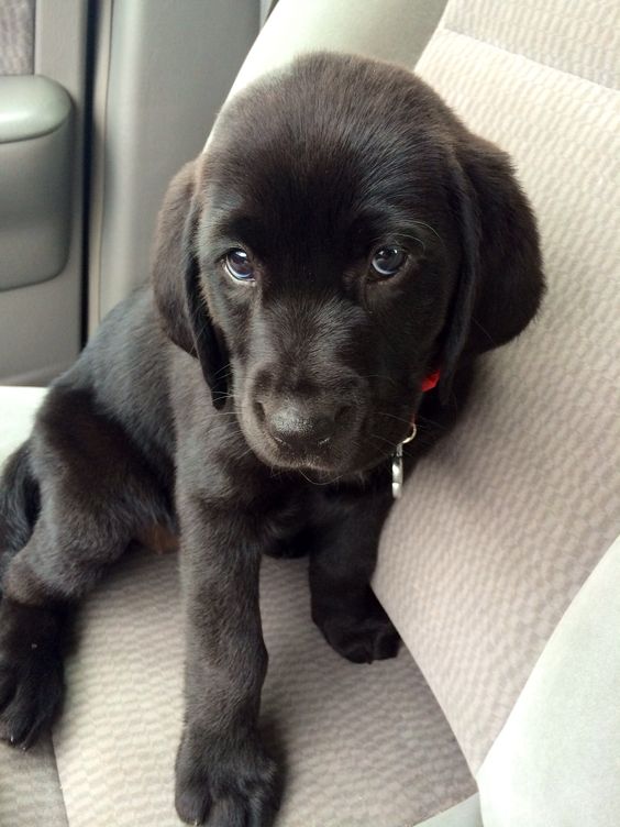 A Labrador puppy sitting in the passenger seat with its sad face