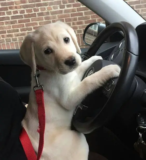 a yellow Labrador puppy sitting in the driver's seat