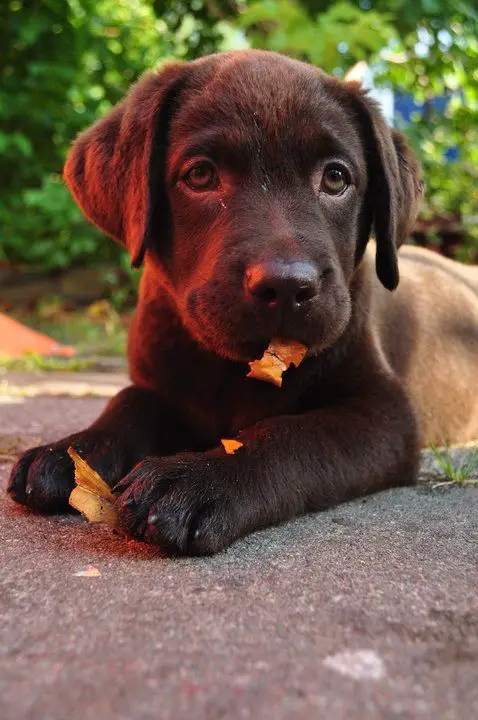 A chocolate brown Labrador puppy lying on the pavement while eating dried leaves