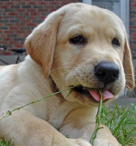 A Labrador puppy eating a branch of a plant while lying on the grass
