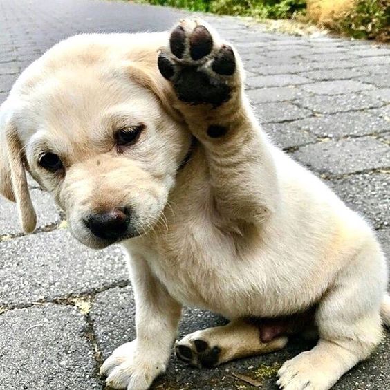 Labrador puppy sitting on the ground while raising its paw