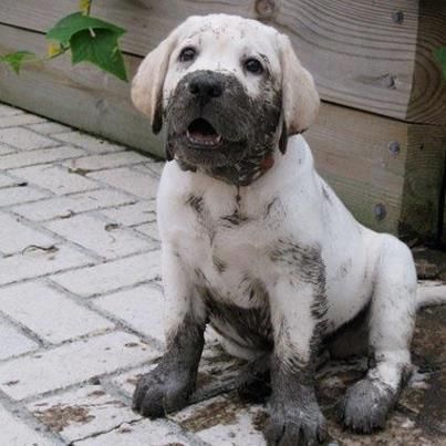 A cream Labrador puppy with mud on its mouth and legs while sitting on the pavement and smiling