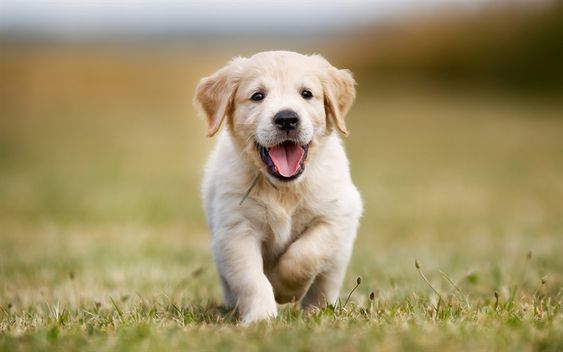 A happy Labrador puppy walking in the grass