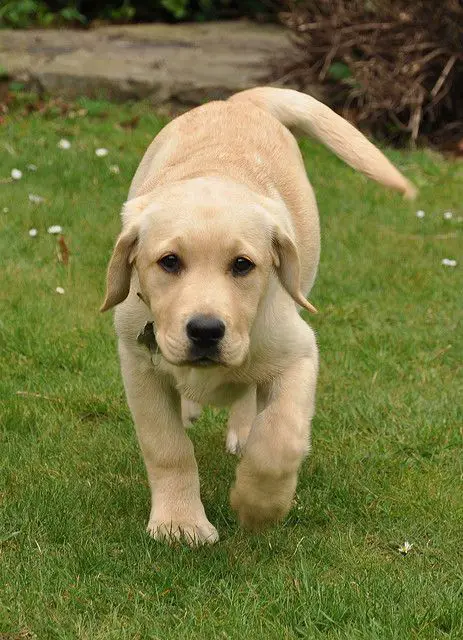 A yellow Labrador puppy walking in the grass