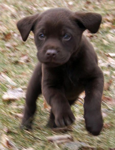 A chocolate brown Labrador puppy walking in the grass