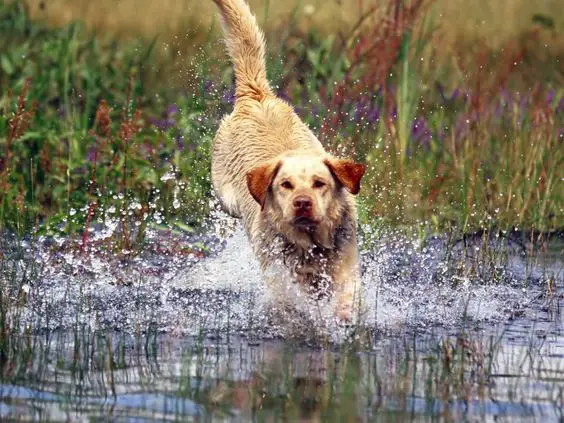 A yellow Labrador running towards the lake