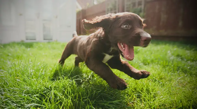 A chocolate brown Labrador puppy happily walking in the yard