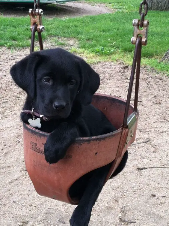 black Labrador puppy on the swing