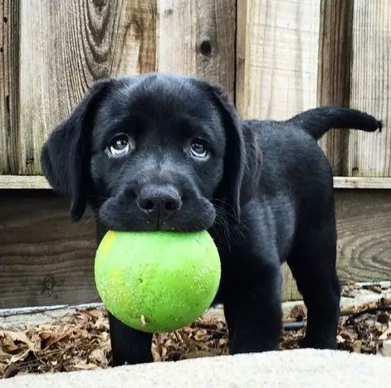black Labrador puppy with a ball in its mouth