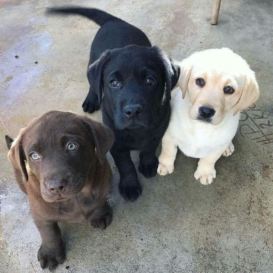 three Labrador puppies sitting on the pavement