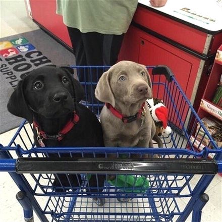 Labrador sitting on the shopping cart