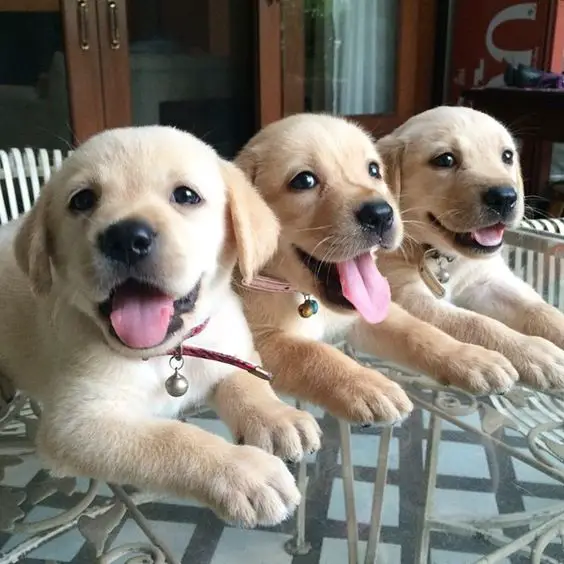 three Labrador puppy leaning towards the glass table