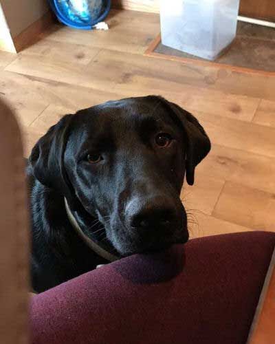 A black Labrador sitting on the floor with its begging eyes