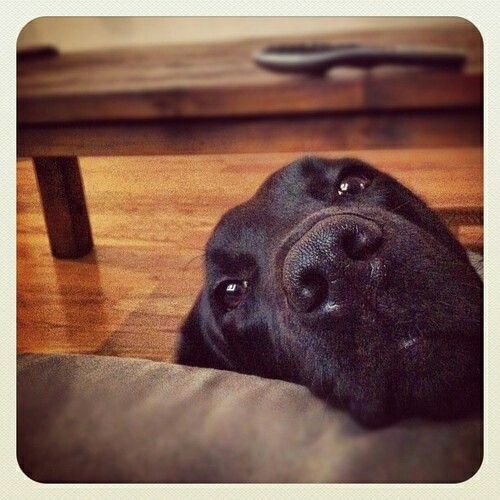 A black Labrador sitting on the floor with its begging face on the side of the couch