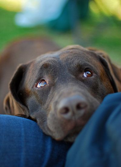 A chocolate brown Labrador standing in the grass with its begging face on the legs of man