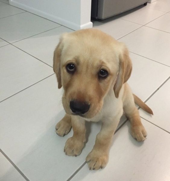 A yellow Labrador puppy sitting on the floor with its begging face