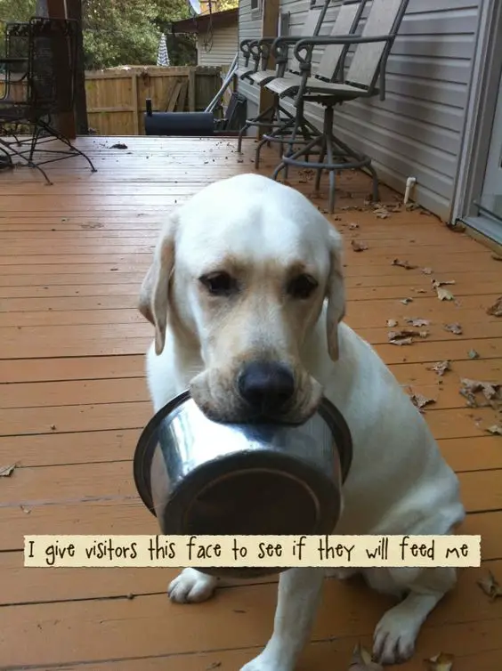 A white Labrador sitting in the front porch while carrying a bowl with its mouth photo with caption - I give visitors this face to see if they will feed me