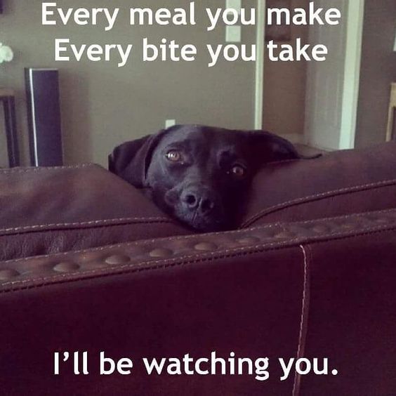 A black Labrador sitting on the couch with its face in between the pillows photo with text - Every meal you make every bite you take I'll be watching you.