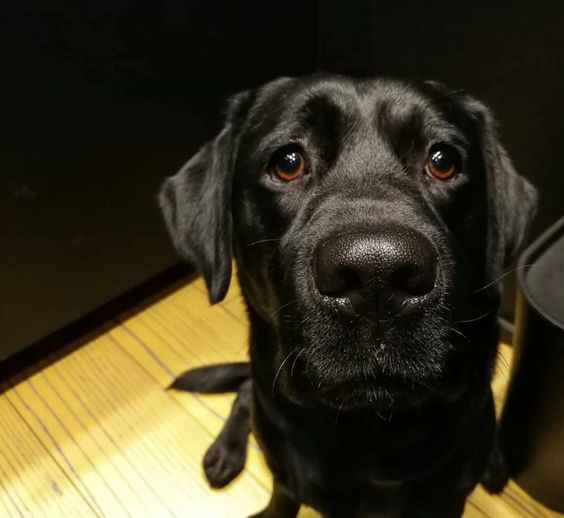 A black Labrador sitting on the floor while looking up with its begging eyes