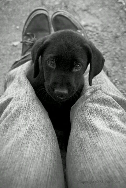 A black Labrador puppy sitting in between the legs of a man sitting on the ground