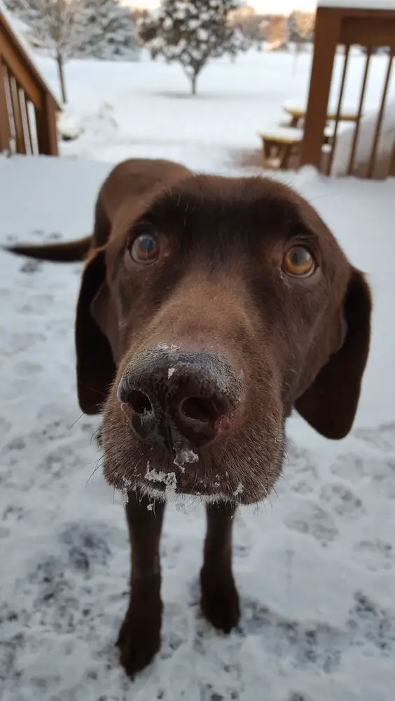A chocolate brown Labrador standing in the front porch with snow while looking up with its begging eyes