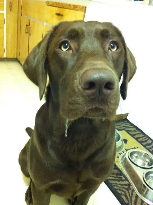 A chocolate brown Labrador sitting on the floor with its begging face and with saliva dripping on the side of its mouth